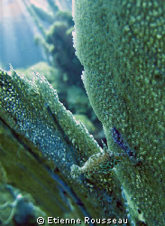 fish sea fan by Etienne Rousseau 